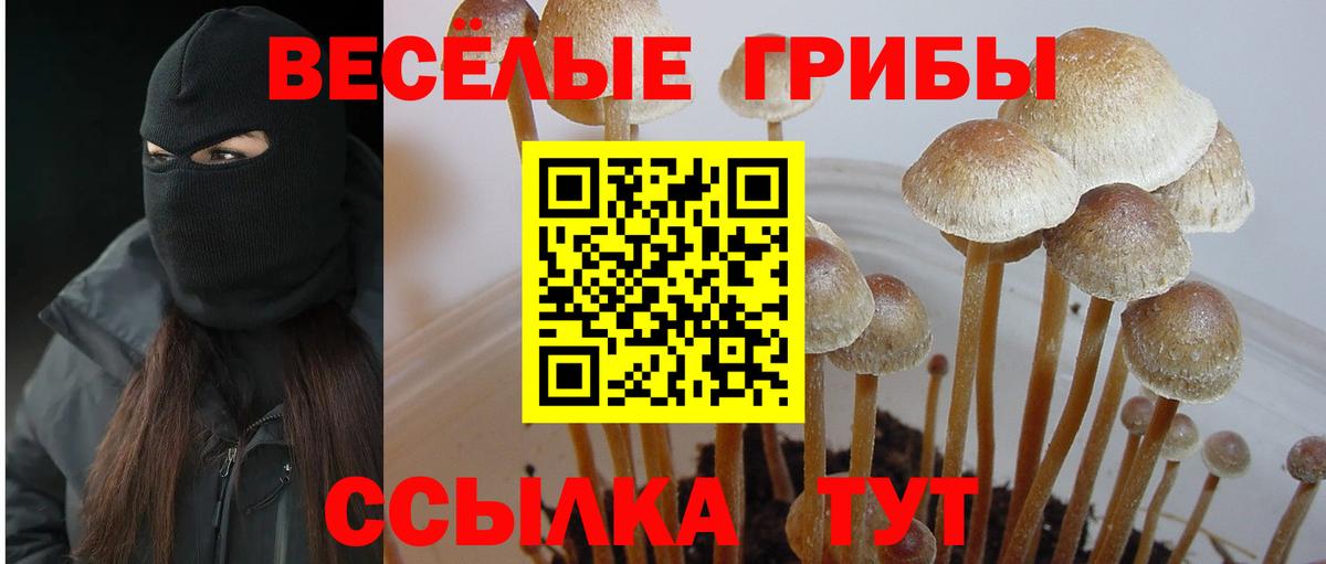 где можно купить наркотик  Вход с VPN  Сегежа  Псилоцибиновые грибы Psilocybine cubensis 